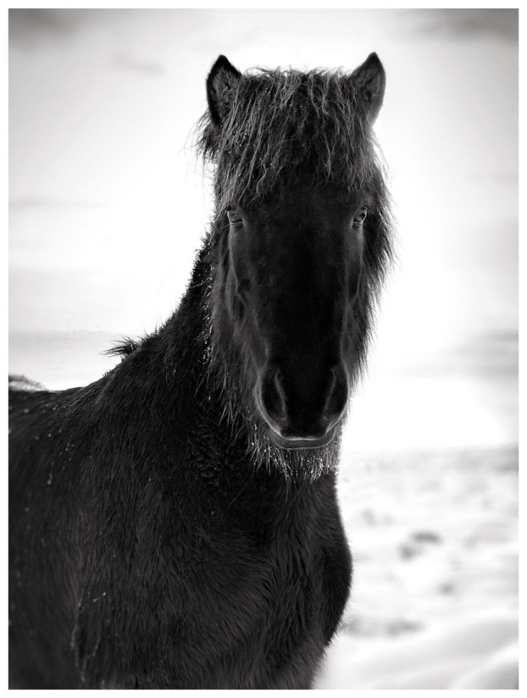 Fot. Barry Mayes, 2. miejsce w kat. Animals / iPhone Photography Awards 2026