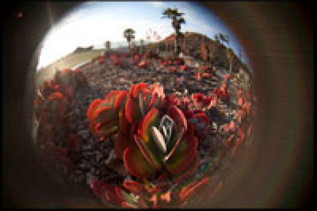 Lensbaby Fisheye i Soft Focus