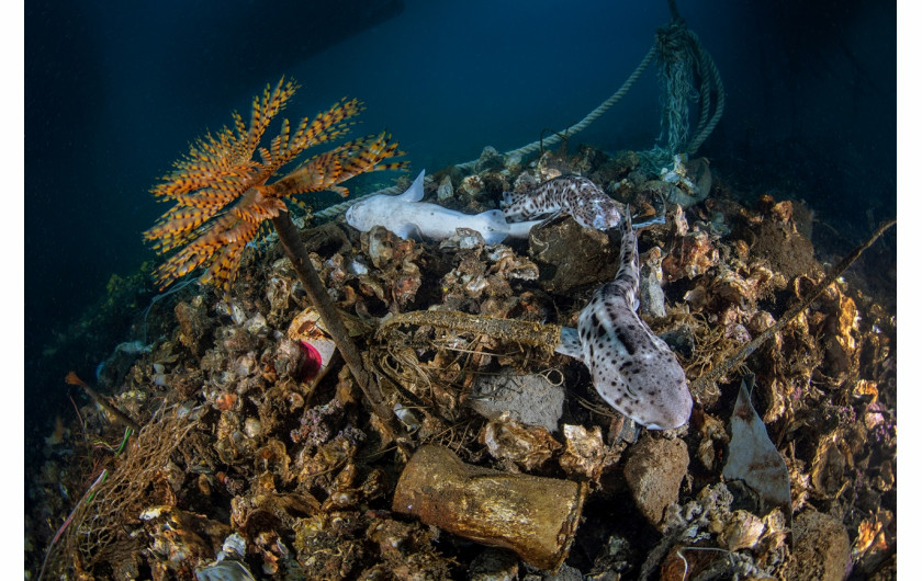 Fot. Pasquale Vassallo, Underwater Pollution, 1. miejsce eq-aequo w kat. Storyboard / Siena International Photo AwardsW ostatnich latach Pasquale skupił się na badaniu reakcji organizmów morskich na zanieczyszczenia środowiska, prezentując wyniki swojej pracy w tym portfolio. Obrazy te są jednak jedynie oknami na rozległy wpływ, jaki wywieramy na nasze oceany. Niektóre ujęcia pokazują organizmy morskie zmagające się z adaptacją do wyrzucanych przez nas odpadów. To surowe przypomnienie: nasze oceany duszą się pod ciężarem plastikowych zanieczyszczeń, a prognozy sugerują, że do 2050 r. mogą one przeważać nad życiem morskim.