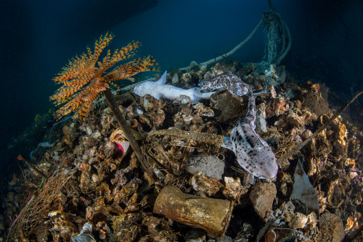 Fot. Pasquale Vassallo, Underwater Pollution, 1. miejsce eq-aequo w kat. Storyboard / Siena International Photo AwardsW ostatnich latach Pasquale skupił się na badaniu reakcji organizmów morskich na zanieczyszczenia środowiska, prezentując wyniki swojej pracy w tym portfolio. Obrazy te są jednak jedynie oknami na rozległy wpływ, jaki wywieramy na nasze oceany. Niektóre ujęcia pokazują organizmy morskie zmagające się z adaptacją do wyrzucanych przez nas odpadów. To surowe przypomnienie: nasze oceany duszą się pod ciężarem plastikowych zanieczyszczeń, a prognozy sugerują, że do 2050 r. mogą one przeważać nad życiem morskim.