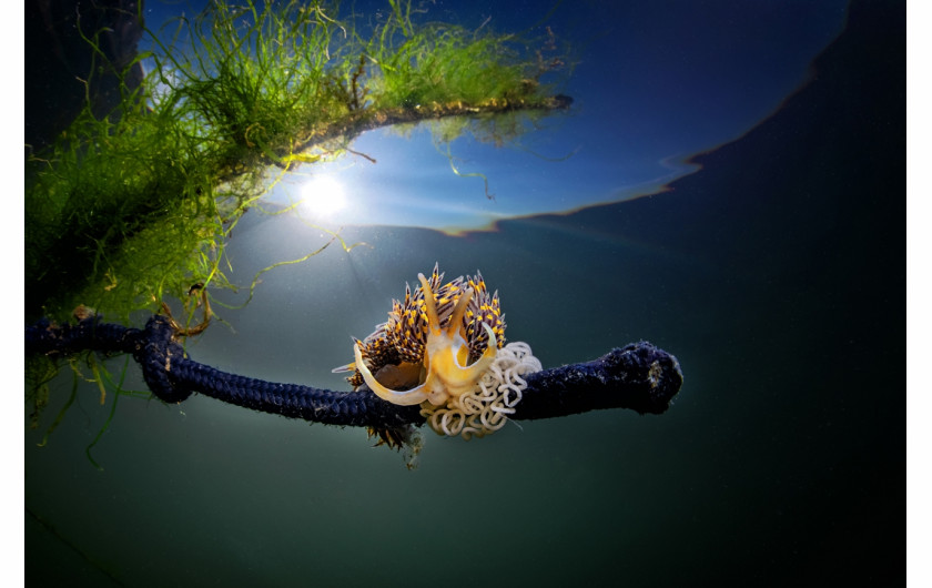 Fot. Pasquale Vassallo, Underwater Pollution, 1. miejsce eq-aequo w kat. Storyboard / Siena International Photo AwardsW ostatnich latach Pasquale skupił się na badaniu reakcji organizmów morskich na zanieczyszczenia środowiska, prezentując wyniki swojej pracy w tym portfolio. Obrazy te są jednak jedynie oknami na rozległy wpływ, jaki wywieramy na nasze oceany. Niektóre ujęcia pokazują organizmy morskie zmagające się z adaptacją do wyrzucanych przez nas odpadów. To surowe przypomnienie: nasze oceany duszą się pod ciężarem plastikowych zanieczyszczeń, a prognozy sugerują, że do 2050 r. mogą one przeważać nad życiem morskim.