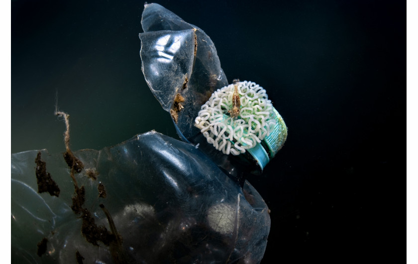 Fot. Pasquale Vassallo, Underwater Pollution, 1. miejsce eq-aequo w kat. Storyboard / Siena International Photo AwardsW ostatnich latach Pasquale skupił się na badaniu reakcji organizmów morskich na zanieczyszczenia środowiska, prezentując wyniki swojej pracy w tym portfolio. Obrazy te są jednak jedynie oknami na rozległy wpływ, jaki wywieramy na nasze oceany. Niektóre ujęcia pokazują organizmy morskie zmagające się z adaptacją do wyrzucanych przez nas odpadów. To surowe przypomnienie: nasze oceany duszą się pod ciężarem plastikowych zanieczyszczeń, a prognozy sugerują, że do 2050 r. mogą one przeważać nad życiem morskim.