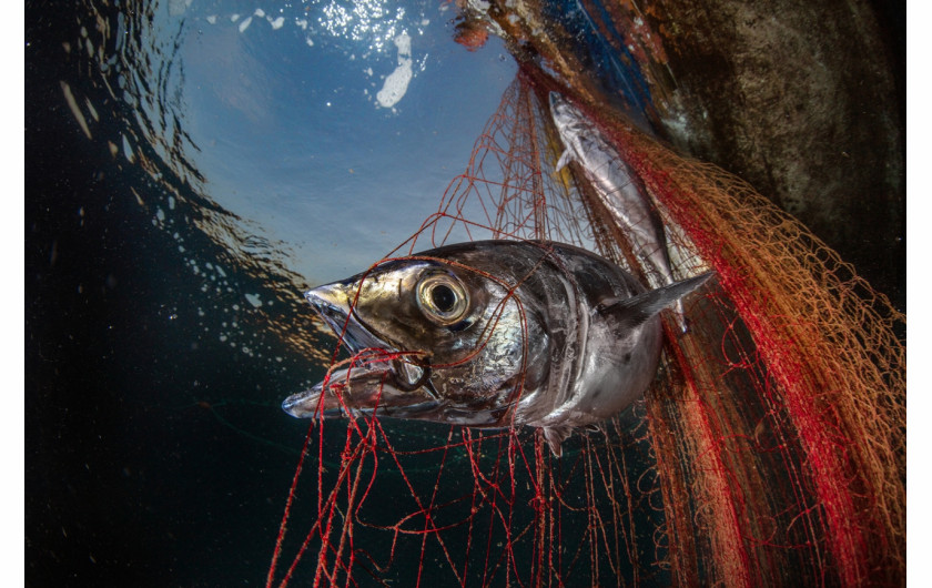 Fot. Pasquale Vassallo, Underwater Pollution, 1. miejsce eq-aequo w kat. Storyboard / Siena International Photo AwardsW ostatnich latach Pasquale skupił się na badaniu reakcji organizmów morskich na zanieczyszczenia środowiska, prezentując wyniki swojej pracy w tym portfolio. Obrazy te są jednak jedynie oknami na rozległy wpływ, jaki wywieramy na nasze oceany. Niektóre ujęcia pokazują organizmy morskie zmagające się z adaptacją do wyrzucanych przez nas odpadów. To surowe przypomnienie: nasze oceany duszą się pod ciężarem plastikowych zanieczyszczeń, a prognozy sugerują, że do 2050 r. mogą one przeważać nad życiem morskim.