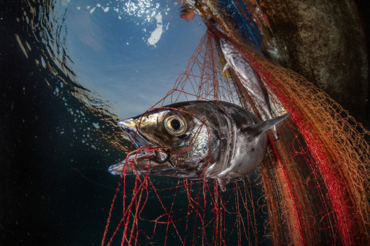Fot. Pasquale Vassallo, Underwater Pollution, 1. miejsce eq-aequo w kat. Storyboard / Siena International Photo AwardsW ostatnich latach Pasquale skupił się na badaniu reakcji organizmów morskich na zanieczyszczenia środowiska, prezentując wyniki swojej pracy w tym portfolio. Obrazy te są jednak jedynie oknami na rozległy wpływ, jaki wywieramy na nasze oceany. Niektóre ujęcia pokazują organizmy morskie zmagające się z adaptacją do wyrzucanych przez nas odpadów. To surowe przypomnienie: nasze oceany duszą się pod ciężarem plastikowych zanieczyszczeń, a prognozy sugerują, że do 2050 r. mogą one przeważać nad życiem morskim.