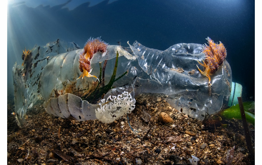 Fot. Pasquale Vassallo, Underwater Pollution, 1. miejsce eq-aequo w kat. Storyboard / Siena International Photo AwardsW ostatnich latach Pasquale skupił się na badaniu reakcji organizmów morskich na zanieczyszczenia środowiska, prezentując wyniki swojej pracy w tym portfolio. Obrazy te są jednak jedynie oknami na rozległy wpływ, jaki wywieramy na nasze oceany. Niektóre ujęcia pokazują organizmy morskie zmagające się z adaptacją do wyrzucanych przez nas odpadów. To surowe przypomnienie: nasze oceany duszą się pod ciężarem plastikowych zanieczyszczeń, a prognozy sugerują, że do 2050 r. mogą one przeważać nad życiem morskim.