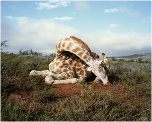 David Chancellor „Trophy hunting - should we kill animals to save them?“, I miejsce w kategorii Storyboard Siena International Photo Awards 2018 | Każdego roku przychody rzędu setek milionów federalnych podatków akcyzowych, nakładanych na myśliwych są kierowane bezpośrednio do zarządzania dziką fauną i florą oraz związanych z nimi działalnościami. Istnieją myśliwi, którzy twierdzą, że starannie regulowane i kosztowne polowania stanowią zrównoważony sposób ochrony zarówno gatunków, jak i siedlisk. Inni twierdzą, że dzika zwierzyna jest „wersją ropy naftowej“ na kontynencie, która też kiedyś się skończy.