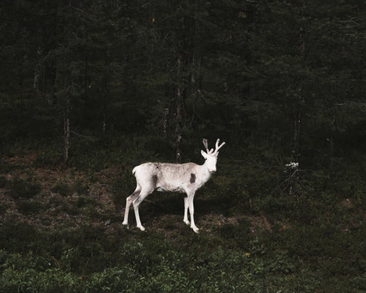 fot. Terje Abusdal, z cyklu Slash & Burn