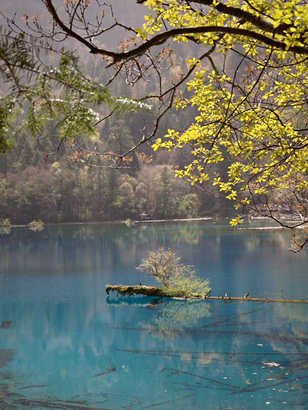 1/346 s, f/2.2, ISO 50, 20.1 mm