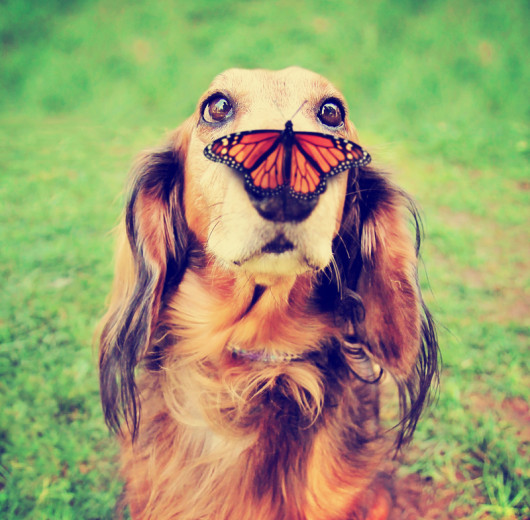 fot. materiały prasowe Comedy Pet Photography Awards