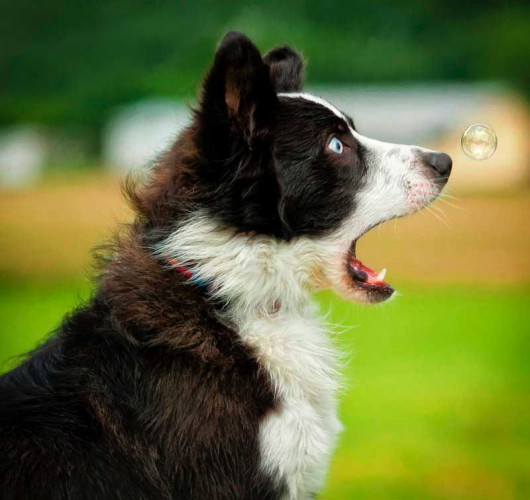 fot. materiały prasowe Comedy Pet Photography Awards