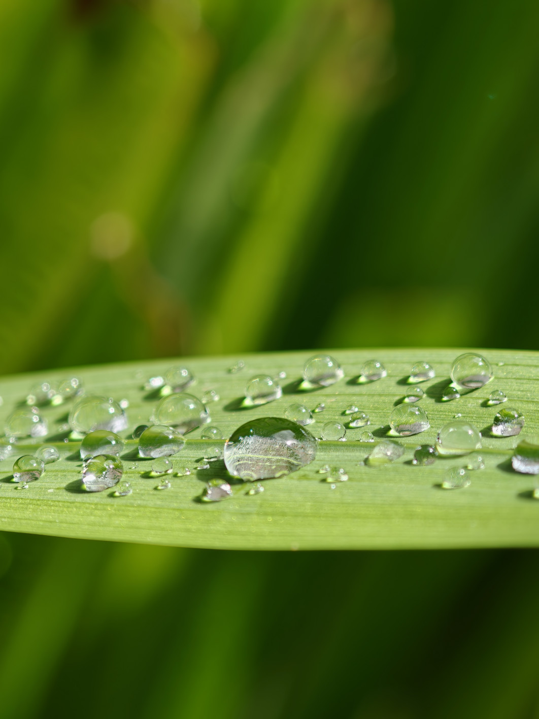 1/200 s, f/2.2, ISO 64, 20.1 mm