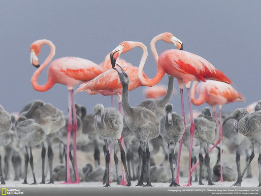  © Alejandro Prieto - II miejsce w kategorii Wildlife