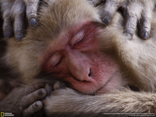 © Lance McMillan - wyróżnienie w kategorii Wildlife