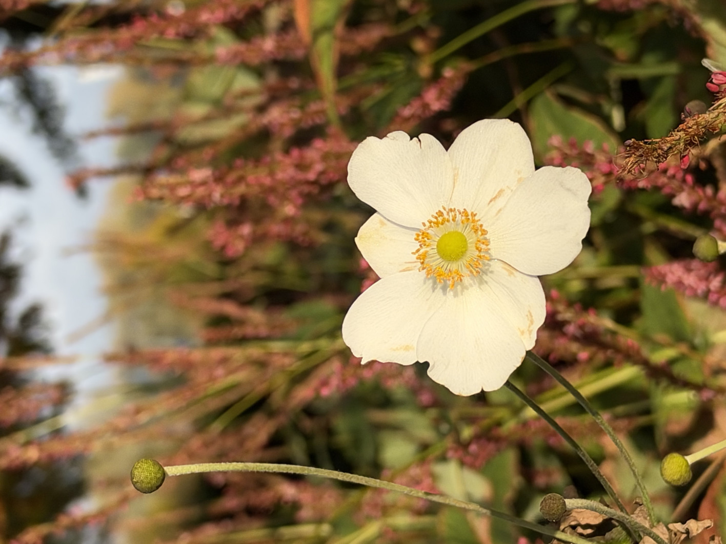 1/7353 s, f/1.8, ISO 64, 6.9 mm