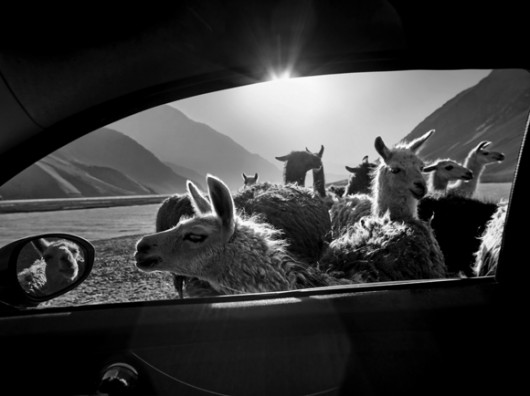 fot. Samule Hicks, Alpaca, 1. miejsce w kategorii Fashion