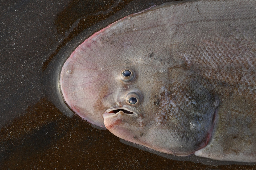 <strong>Royal Society Publishing Photography Competition, II miejsce w kategorii Ekologia i nauki o środowisku,  „Rybi Mad-Eye-Moody!”, fot. Abhijeet Bayani </strong></br>


W ramach studiów licencjackich z ekologii zabrałem studentów do strefy międzypływowej na zachodnim wybrzeżu Indii. Podczas pobierania próbek znaleźliśmy coś, czego moi studenci wcześniej nie widzieli. Przypadkowo odkopałem żywą płastugę! „To niemożliwe, to musi być mutacja!” wykrzyknął jeden ze studentów widząc jej asymetryczne oczy. Jest płaska, ponieważ jest gatunkiem bentosowym, ale dlaczego oczy są takie dziwne? Nadchodzi Evo-Devo! Co ciekawe, rodzą się symetryczne, ale podczas sinistralnej metamorfozy prawe oko przesuwa się w lewo. Moim zdaniem ta obserwacja jest również ważna, ponieważ ewidentnie obala pseudonaukową koncepcję ewolucji zwaną „inteligentnym projektem”. Jeśli byłby to doskonały i inteligentny projekt, dlaczego jedno oko byłoby tak dziwnie umiejscowione u tego gatunku? Pokochałem naszego Rybiego Mad-Eye Moody'ego za to, że jest dziwny, ale wierny nauce o ewolucji. 