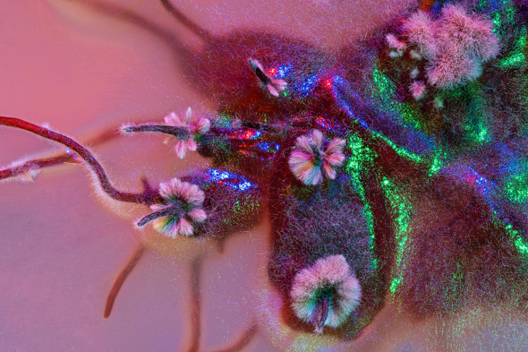 <strong>Royal Society Publishing Photography Competition, II miejsce w kategorii Mikroobrazowanie,  „Lovecraftowski świat”, fot. Petrova Adamatzky </strong></br>




Na tym zdjęciu grzybnia Armillaria rozciąga się po powierzchni, tworząc wzór przypominający mapę świata Lovecrafta. Skomplikowane, przypominające sieć struktury grzybni są artystycznie oświetlone przez pięć strategicznie rozmieszczonych świateł LED, rzucając niesamowitą poświatę i dramatyczne cienie, które podkreślają jej nieziemski wygląd. Ta uderzająca próbka została skrupulatnie wyhodowana w dziale badawczo-rozwojowym Technische Universität München, a następnie wysłana do UWE, School of Computing and Creative Technologies w celu sfotografowania. Aby uchwycić pełną głębię i złożoność tego fascynującego obiektu, zastosowano technikę focus stacking. Polega ona na robieniu wielu zdjęć przy różnych odległościach ogniskowania, a następnie łączeniu ich w celu utworzenia pojedynczego obrazu o rozszerzonej głębi ostrości. Powstały obraz podkreśla nie tylko biologiczne piękno i złożoność wzrostu grzybów, ale także naukowe zjawisko sieci grzybni, pokazując ich zdolność do rozprzestrzeniania się i przeplatania w skomplikowanych, ekspansywnych wzorach.