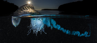 National Geographic Nature Photographer of the Year 2017 - zobaczcie zwycięskie zdjęcia