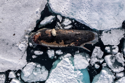 Fot. Roie Galitz, Polar Bear on Sperm Whale, Samica niedźwiedzia polarnego żeruje na padlinie kaszalota wśród polarnej pokrywy lodowej na północ od norweskiego archipelagu Svalbard. 82°N, wody międzynarodowe, 8 lipca 2025 r.,  nagroda w kat. regionalnej Europe / World Press Photo 2026Niedźwiedzie polarne polują przede wszystkim na foki, ale wraz z letnim ustępowaniem lodu i coraz trudniejszym dostępem do tradycyjnych łowisk coraz częściej korzystają z okazjonalnego żerowania na padlinie. W rejonie Svalbardu sezon bez pokrywy lodowej wydłużył się w ciągu ostatnich 30 lat o 20 tygodni. Kaszaloty zazwyczaj unikają pokrytych lodem wód polarnych, dlatego widok takiej padliny był czymś wyjątkowym. Naukowcy przypuszczają, że po śmierci samiec kaszalota został zniesiony na północ przez wiatry i prądy morskie. Fotograf spędził dwa dni, obserwując tę scenę z małej łodzi, i zarejestrował ją także z drona, by ukazać skalę zjawiska, trudną do uchwycenia z poziomu morza.