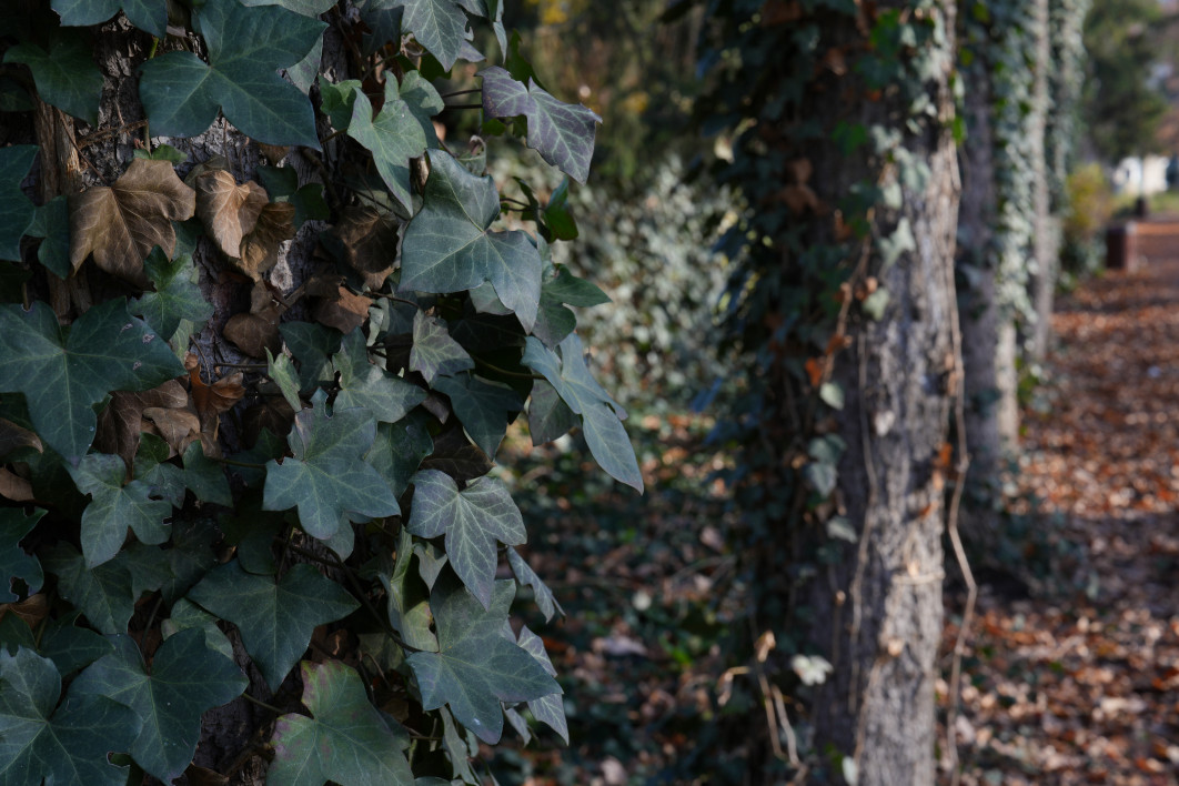 1/30 s, f/11, ISO 200, 60.0 mm