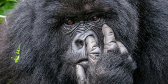 Comedy Wildlife Photography Awards - zobaczcie najlepsze zdjęcia