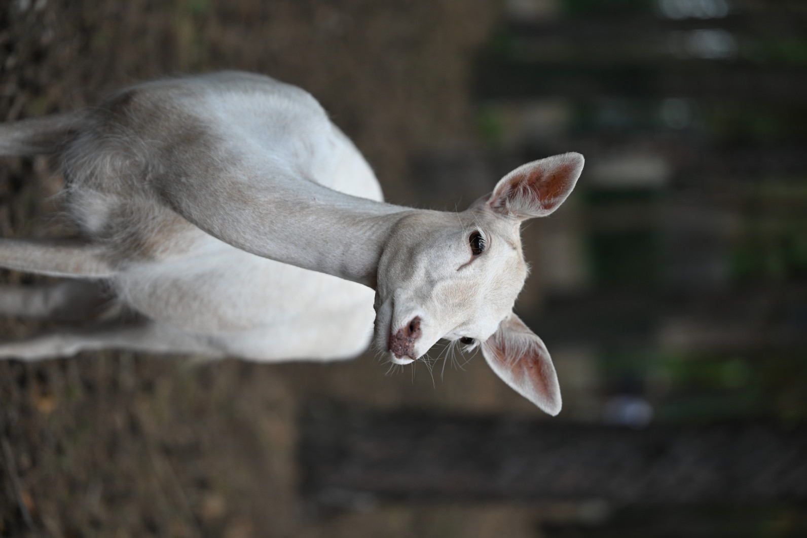 1/800 s, f/2.8, ISO 200, 98.0 mm