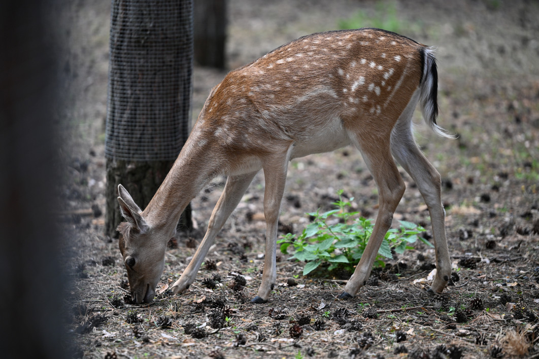 1/1250 s, f/2.8, ISO 400, 150.0 mm