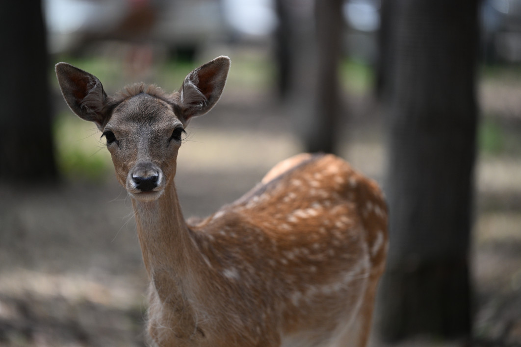 1/5000 s, f/2.8, ISO 800, 200.0 mm