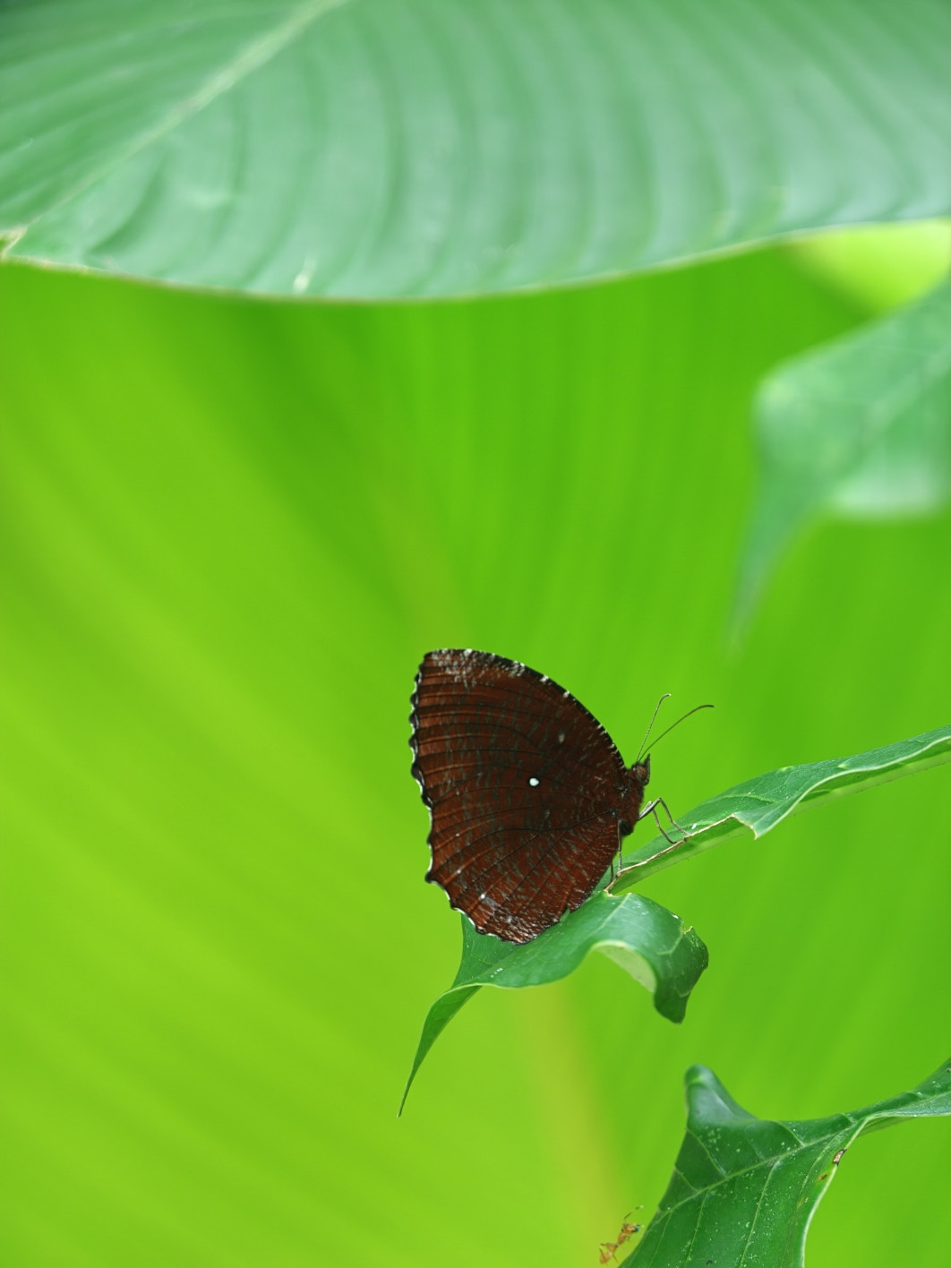 1/55 s, f/2.1, ISO 500, 16.5 mm