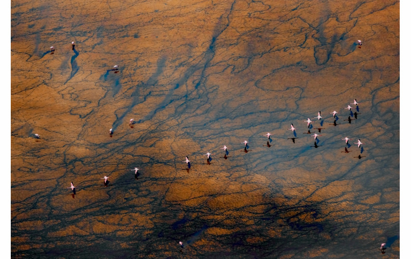 Fot. Paul McKenzie, Realm of the Flamingo, 1. miejsce w kat. Series / Drone Photo Awards 2024Flamingi małe rozwijają się w jednych z najtrudniejszych środowisk na Ziemi, charakteryzujących się wysokimi temperaturami powietrza i żrącymi wodami. Warunki te są idealne do produkcji podstawowego źródła pożywienia - cyjanobakterii, które flamingi zbierają za pomocą swoich unikalnych dziobów. W środowiskach jezior brakuje również prawie wszystkich potencjalnych drapieżników, co pokazuje triumf ich ewolucyjnej adaptacji. Widziane z góry, jeziora sodowe oferują hipnotyzującą i ciągle zmieniającą się mieszankę kolorów i wzorów, zapewniając idealne fotograficzne uzupełnienie flamingów.