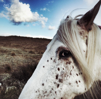 iPhone Photography Awards 2013
