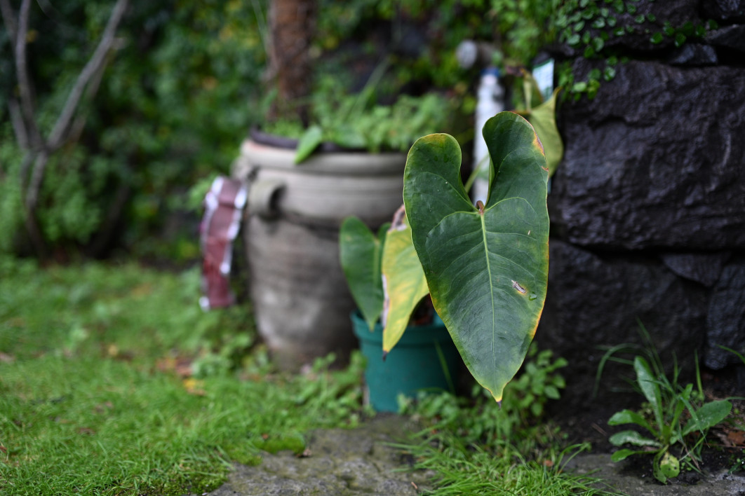 1/800 s, f/1.8, ISO 800, 50.0 mm