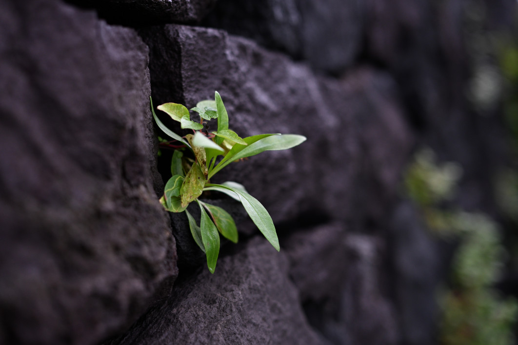 1/500 s, f/2, ISO 800, 50.0 mm