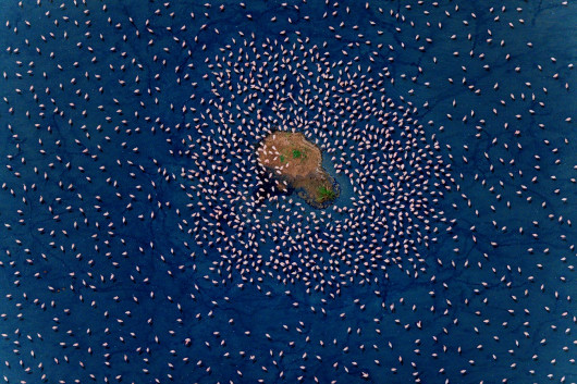 Fot. Paul McKenzie, Realm of the Flamingo, 1. miejsce w kat. Series / Drone Photo Awards 2024Flamingi małe rozwijają się w jednych z najtrudniejszych środowisk na Ziemi, charakteryzujących się wysokimi temperaturami powietrza i żrącymi wodami. Warunki te są idealne do produkcji podstawowego źródła pożywienia - cyjanobakterii, które flamingi zbierają za pomocą swoich unikalnych dziobów. W środowiskach jezior brakuje również prawie wszystkich potencjalnych drapieżników, co pokazuje triumf ich ewolucyjnej adaptacji. Widziane z góry, jeziora sodowe oferują hipnotyzującą i ciągle zmieniającą się mieszankę kolorów i wzorów, zapewniając idealne fotograficzne uzupełnienie flamingów.