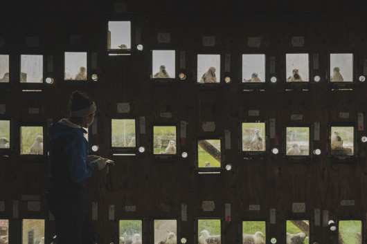 fot. Morgan Heim, Barometer Birds, 1. nagroda w kat. Storyboard / Siena International Photo Awards 2023 Opuszczona baza sił powietrznych z czasów zimnej wojny na wyspie Middleton u wybrzeży Alaski przekształciła się w siedlisko dla wielu gatunków ptaków. Wraz z opuszczeniem bazy przez wojsko amerykańskie w połowie lat sześćdziesiątych, stała się ona sanktuarium dla tysięcy ptaków morskich, takich jak rybitwy czarnonogie, kormorany, maskonury, alczyki i mewy pospolite. Niewielka grupa międzynarodowych naukowców zamieszkała na wyspie, aby badać ptaki i uczyć się o zmieniającym się stanie naszych oceanów. Ptaki te służą jako ważny wskaźnik głębokości oceanu i stanu rybołówstwa, zwłaszcza w obszarach poza zasięgiem człowieka.