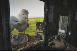 fot. Morgan Heim, "Barometer Birds", 1. nagroda w kat. Storyboard / Siena International Photo Awards 2023 <br></br><br></br>Opuszczona baza sił powietrznych z czasów zimnej wojny na wyspie Middleton u wybrzeży Alaski przekształciła się w siedlisko dla wielu gatunków ptaków. Wraz z opuszczeniem bazy przez wojsko amerykańskie w połowie lat sześćdziesiątych, stała się ona sanktuarium dla tysięcy ptaków morskich, takich jak rybitwy czarnonogie, kormorany, maskonury, alczyki i mewy pospolite. Niewielka grupa międzynarodowych naukowców zamieszkała na wyspie, aby badać ptaki i uczyć się o zmieniającym się stanie naszych oceanów. Ptaki te służą jako ważny wskaźnik głębokości oceanu i stanu rybołówstwa, zwłaszcza w obszarach poza zasięgiem człowieka.