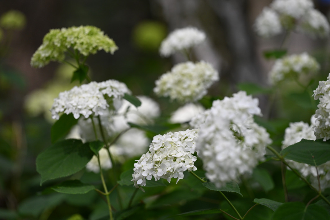 1/3200 s, f/4, ISO 800, 200.0 mm