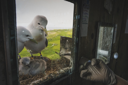 fot. Morgan Heim, Barometer Birds, 1. nagroda w kat. Storyboard / Siena International Photo Awards 2023 Opuszczona baza sił powietrznych z czasów zimnej wojny na wyspie Middleton u wybrzeży Alaski przekształciła się w siedlisko dla wielu gatunków ptaków. Wraz z opuszczeniem bazy przez wojsko amerykańskie w połowie lat sześćdziesiątych, stała się ona sanktuarium dla tysięcy ptaków morskich, takich jak rybitwy czarnonogie, kormorany, maskonury, alczyki i mewy pospolite. Niewielka grupa międzynarodowych naukowców zamieszkała na wyspie, aby badać ptaki i uczyć się o zmieniającym się stanie naszych oceanów. Ptaki te służą jako ważny wskaźnik głębokości oceanu i stanu rybołówstwa, zwłaszcza w obszarach poza zasięgiem człowieka.