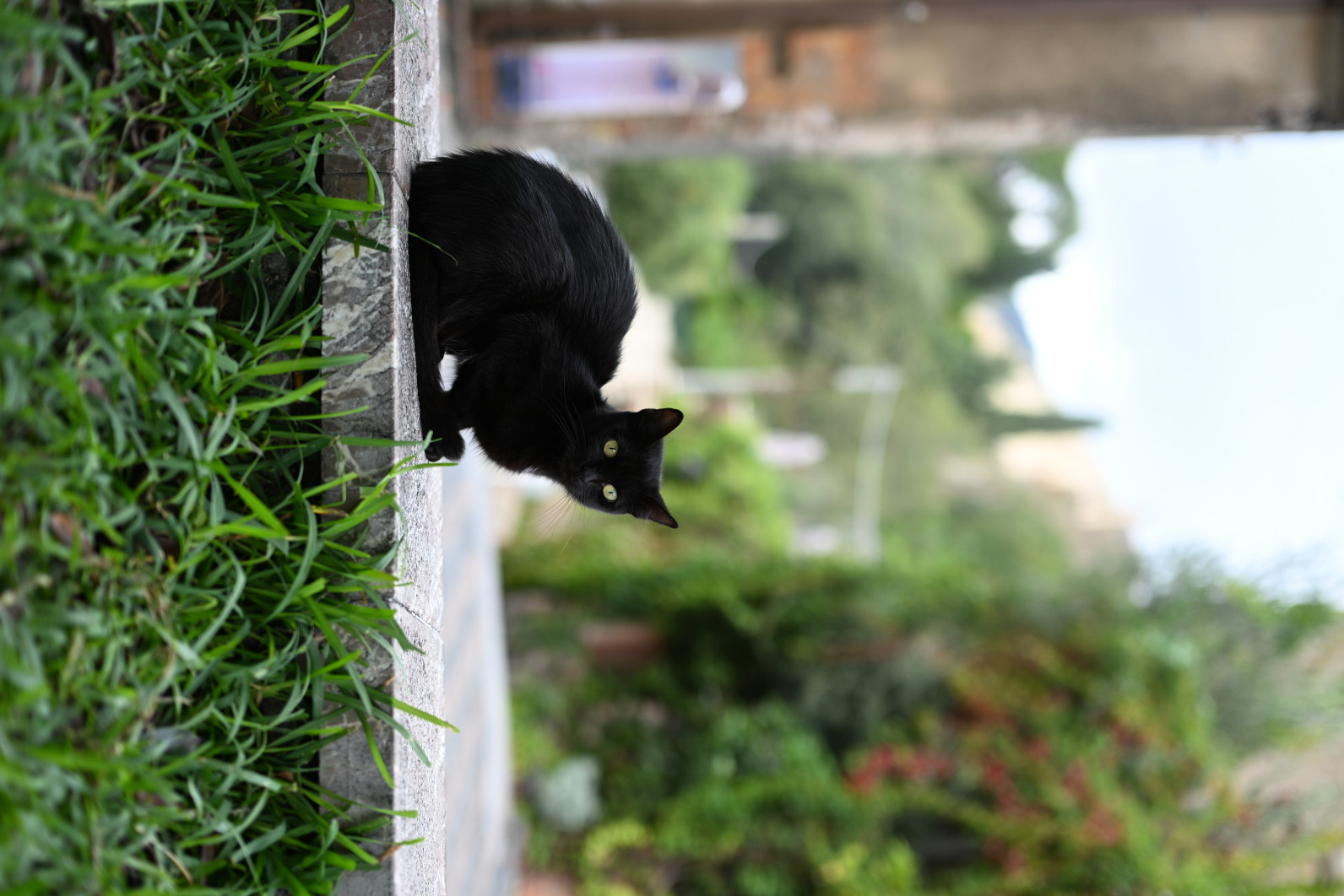 1/1250 s, f/2, ISO 200, 50.0 mm