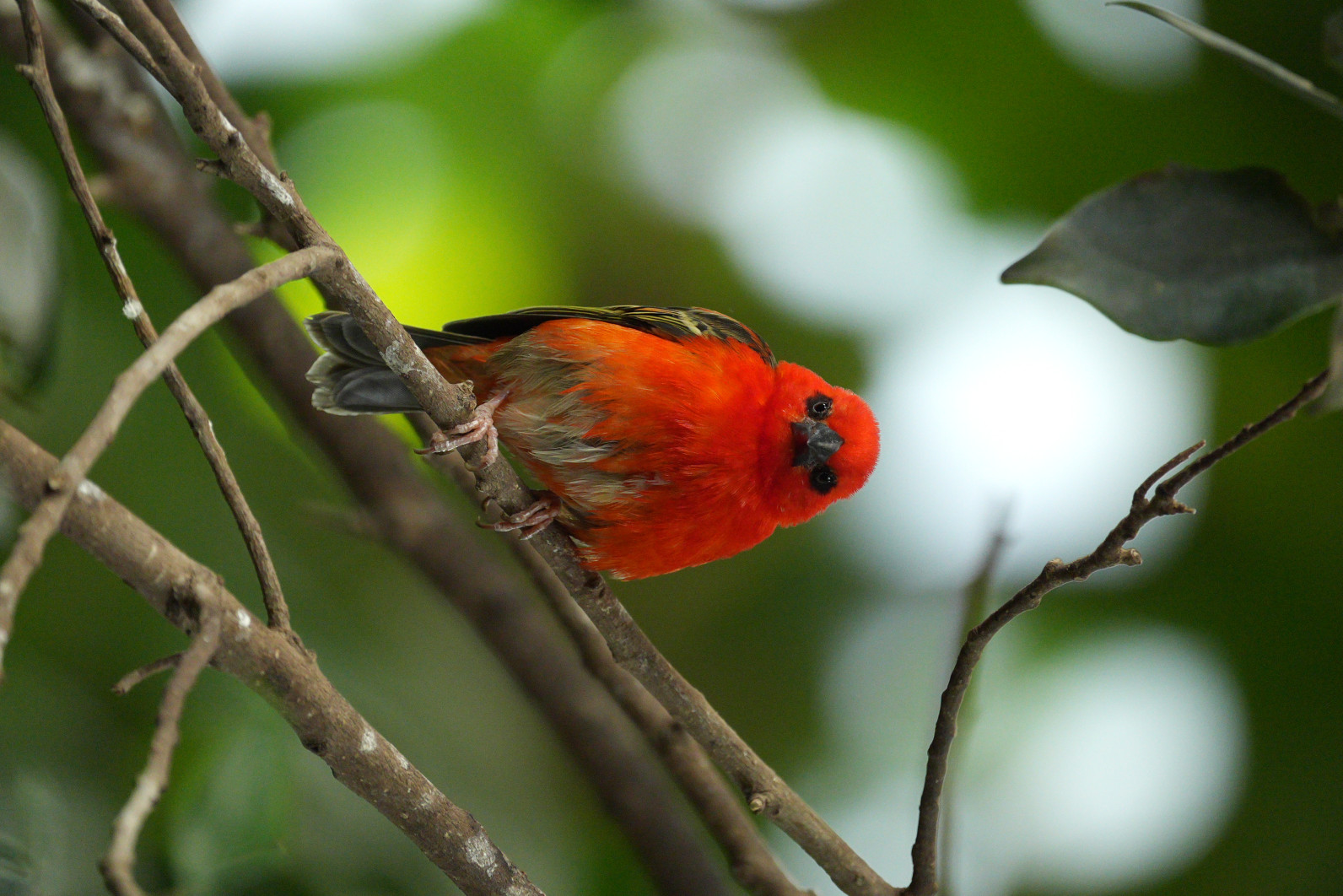 1/125 s, f/4, ISO 1600, ogniskowa: 600 mm