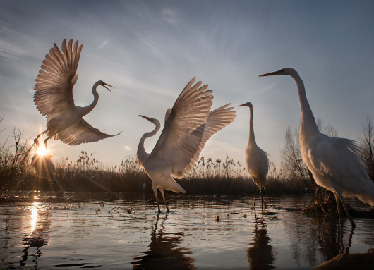 3. miejsce w kategorii Action, fot. Zsolt Kudich, Changing Fortunes of Great Egret