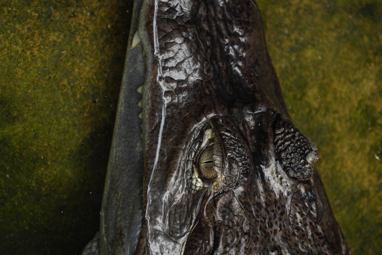 1/125 s, f/4, ISO 2500, ogniskowa: 600 mm