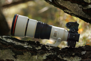 Sony FE 400 mm f/4.5 GM OSS - test praktyczny i zdjęcia przykładowe [+RAW do pobrania]