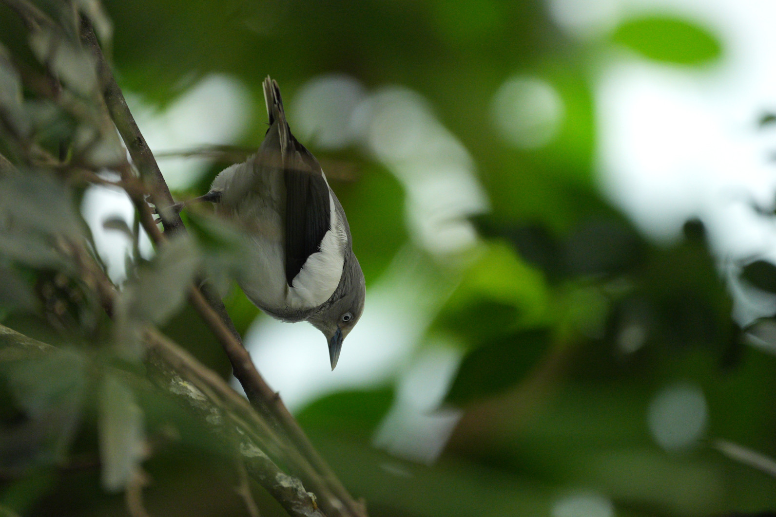 1/125 s, f/4, ISO 1000, ogniskowa: 600 mm