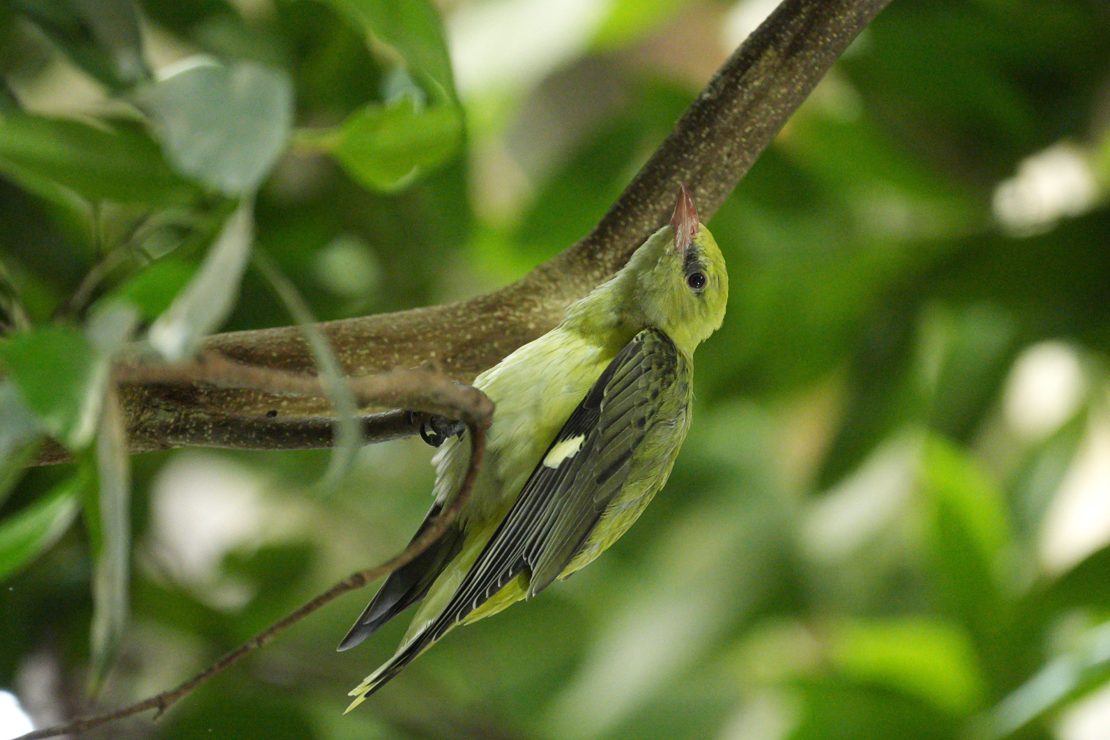 1/125 s, f/4, ISO 3200, ogniskowa: 600 mm