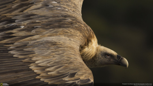 Tamara Blazquez Haik, TENDER EYES - I miejsce w kategorii Nature | National Geographic Travel Photographer of the Year 2019