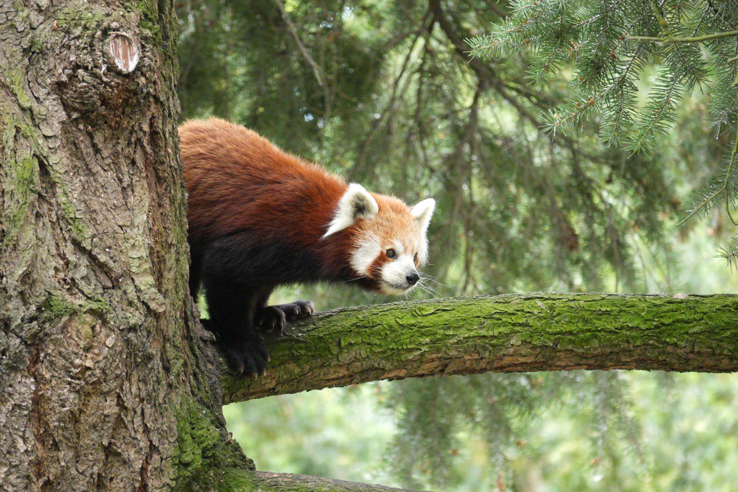 1/250 s, f/4, ISO 4000, ogniskowa: 600 mm