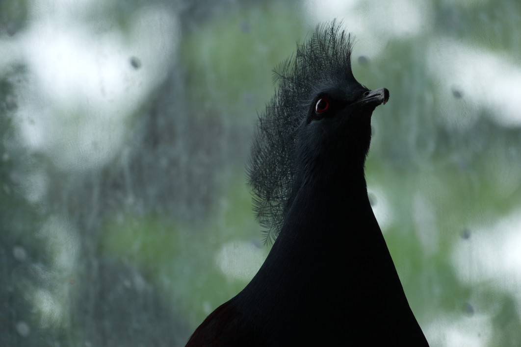 1/125 s, f/4 ISO 125, ogniskowa: 600 mm