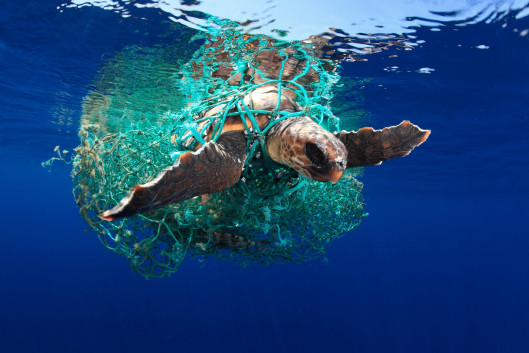 Eduardo Acevedo, laureat Marine Conservation Photographer of the Year 2019