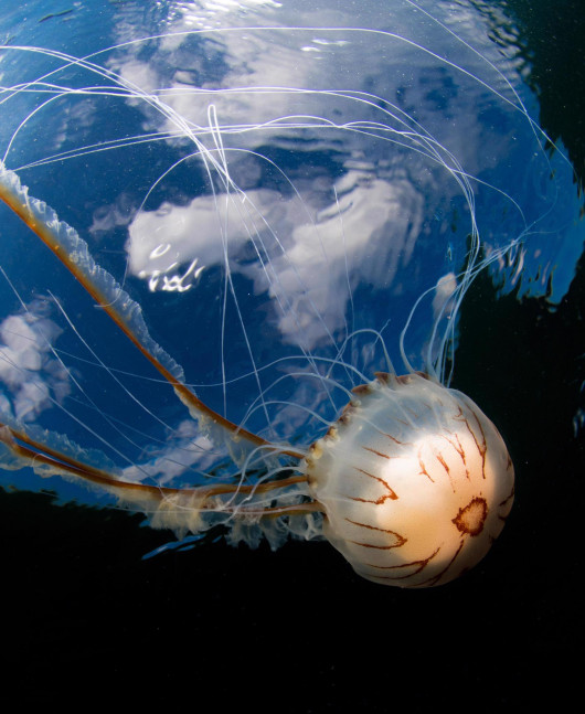 Malcolm Nimmo, laureat Most Promising British Underwater Photographer 2019